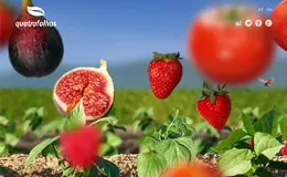 quatro folhas自然产品