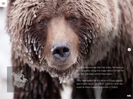 加拿大野生动物iPad应用界面设计